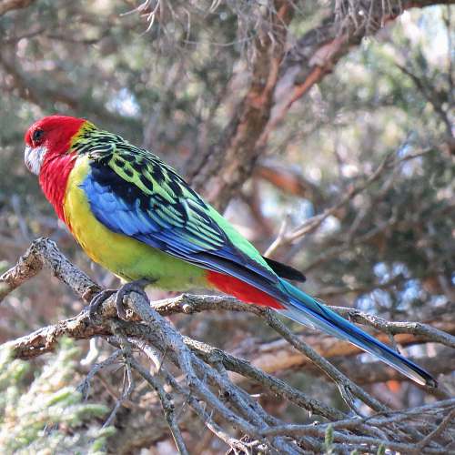 bird green, red, and yellow bird resting on tree branch macaw