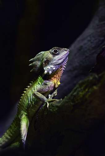lizard green reptile on tree branch reptile