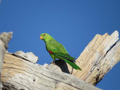 bird green small beaked bird on tree goondiwindi qld