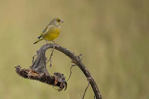 bird green small bird on dried out sunflower invertebrate