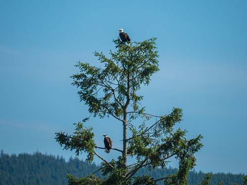bird green tree eagle