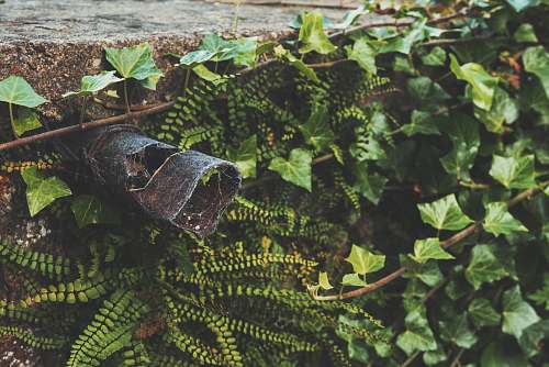 reptile green vine plant sea life