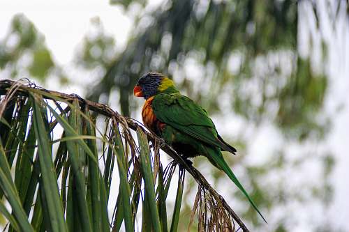 bird green, yellow, and blue bird on palm leaf australia