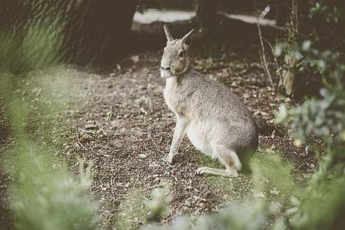mammal grey 4-legged animal near treee kangaroo