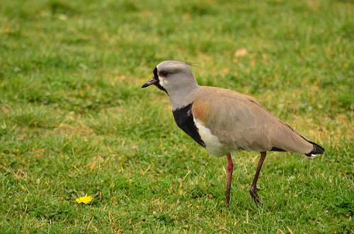 bird grey and black bird during daytime beak