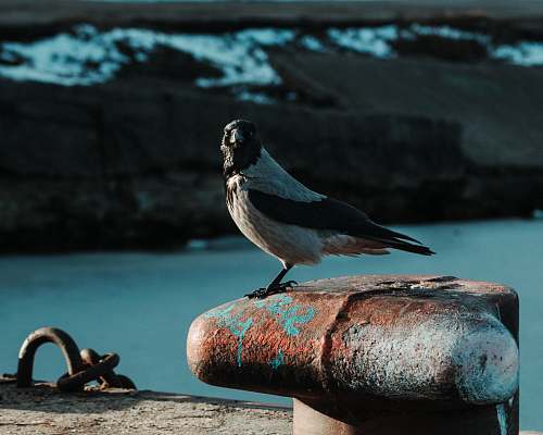 bird grey and black birds tallinn
