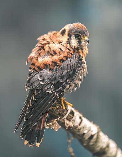 bird grey and brown bird perching on brown surface buzzard