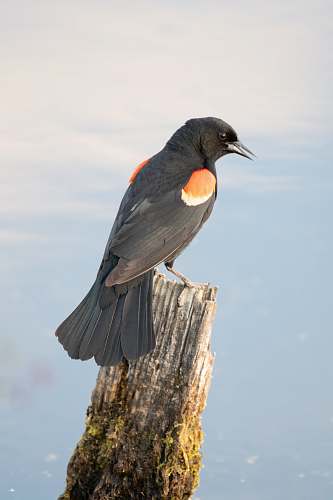 agelaius grey and orange bird blackbird