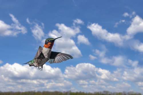 bird grey and orange hummingbird during daytime hummingbird