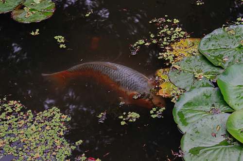 fish grey and orange koi fish in pond carp