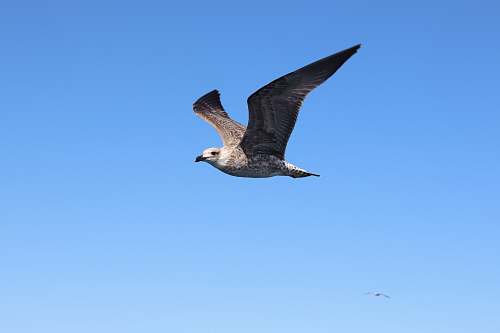 bird grey and white seagull flying flying