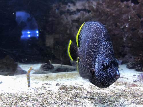 fish grey and yellow fish water