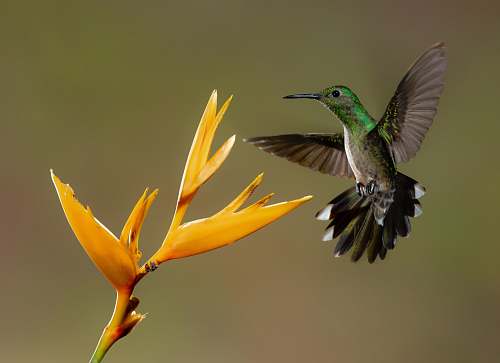 bird grey bird and yellow flower hummingbird