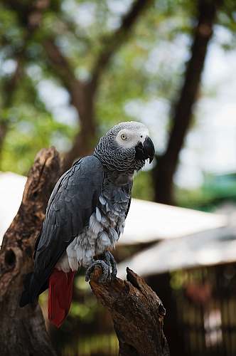 bird grey bird close-up photography parrot