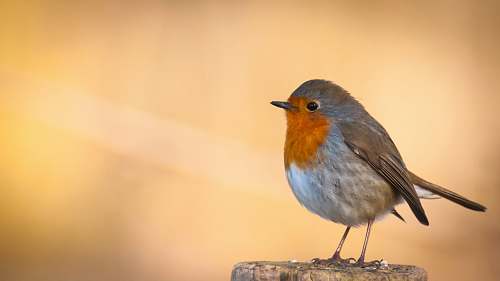 bird grey bird on brown wooden surface robin
