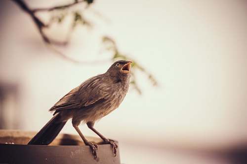 bird grey bird on frame during daytime anthus
