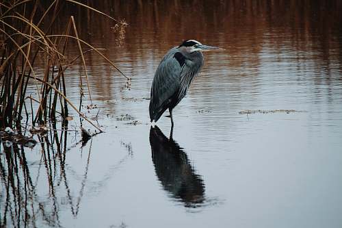 bird grey bird on shallow water near grasses stork