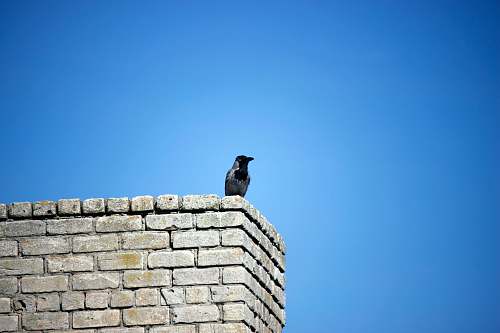 bird grey bird perching on grey brick wall corner blue