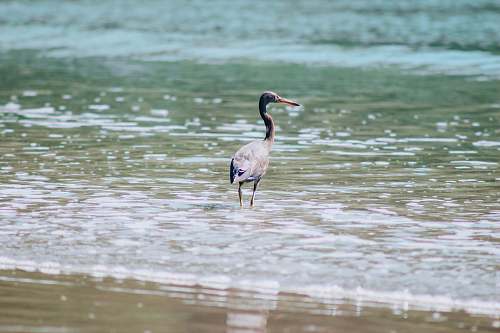 bird grey crane walking on shore with clear water australia