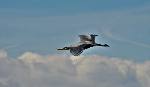 bird grey duck in flight anhinga