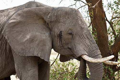 elephant grey elephant beside tree mammal