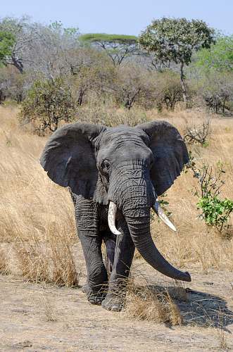 mammal grey elephant cub wildlife