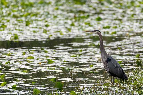 waterfowl grey heron bird standing at the swamp ardeidae