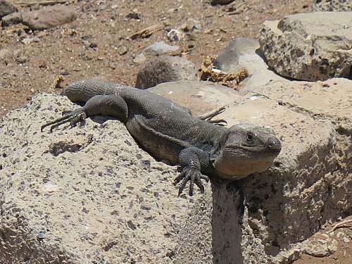 lizard grey lizard reptile
