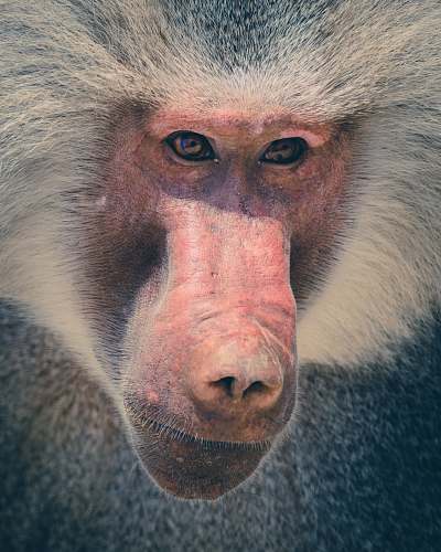 mammal grey monkey monkey