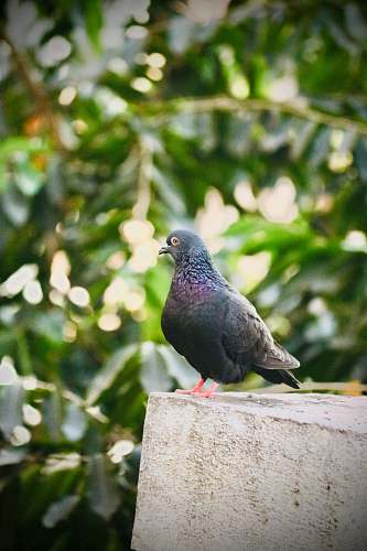 bird grey pigeon photograph pigeon