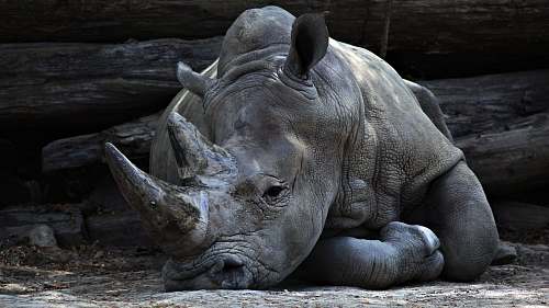 rhino grey rhino lying beside grey cut logs grey