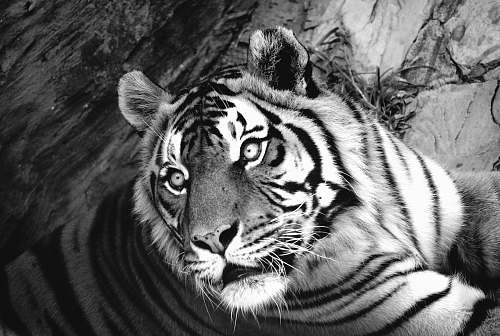 black-and-white greyscale photo of tiger tiger