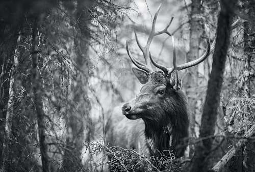 black-and-white greyscale wildlife photography of a moose grey