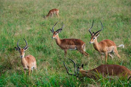 mammal group of deer on grass field antelope