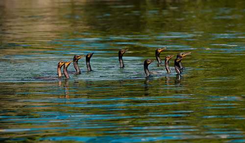 bird group of ducks waterfowl