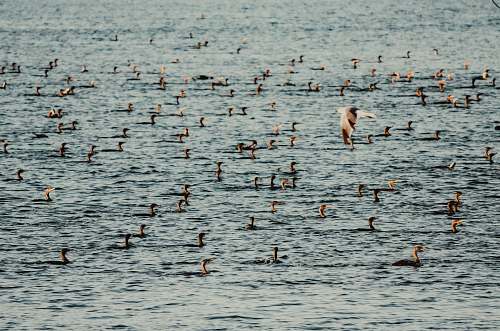 flock group of ducks in body of water grey