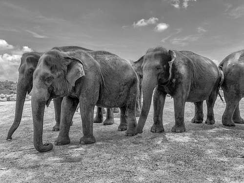 black-and-white group of elaphants elephant