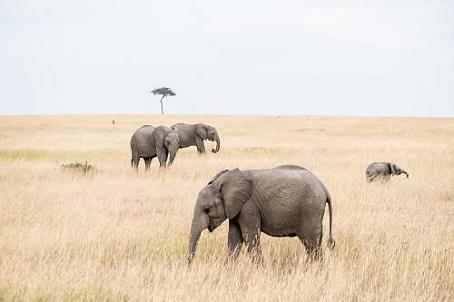wildlife group of elephants on brown grass field elephant