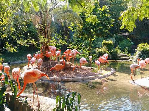bird group of Flamingo walking and standing on forest flock