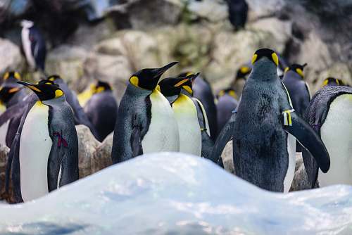 bird group of penguins penguin