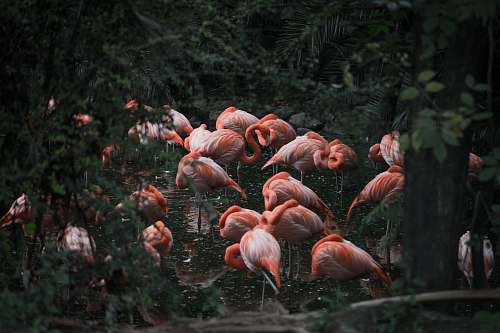 bird group of pink flamingo flock