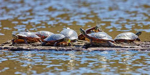 reptile group of turtles floating on water turtle