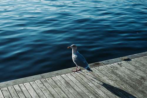 bird gull on dock water