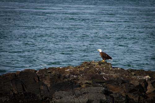 bird hawk on rock near sea bald eagle