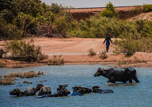 cattle herd of black water buffalo swimming in water cow