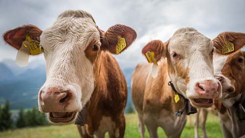 cow herd of brown and white cows cattle