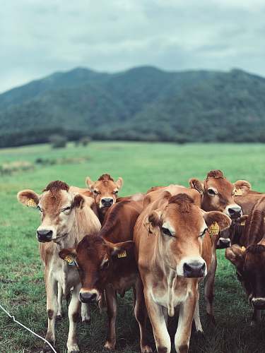 cow herd of brown cattle cattle