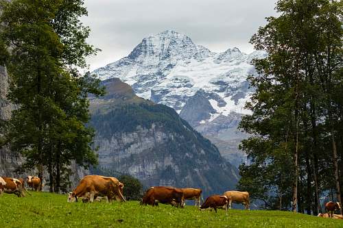 cattle herd of brown cattles cow