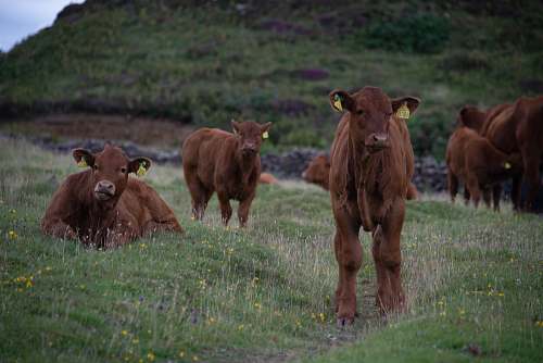 cattle herd of brown cows on green grass fields cow