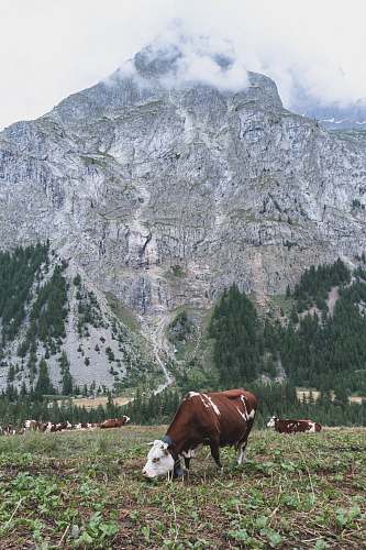 cattle herd of cattle at the grass field during day cow